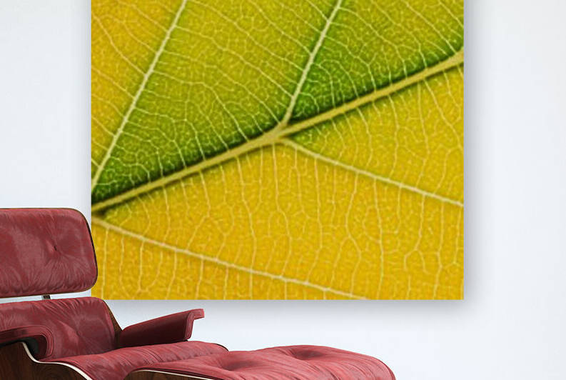 Autumn Leaf by Philippe Monthoux