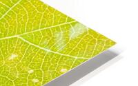 Autumn Leaf HD Metal print