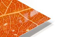 Autumn Leaf HD Metal print