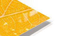 Autumn Leaf HD Metal print