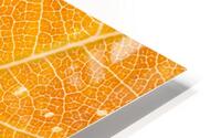 Autumn Leaf HD Metal print