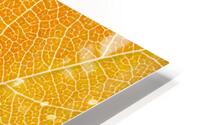 Autumn Leaf HD Metal print