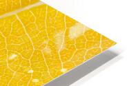 Autumn Leaf HD Metal print