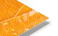 Autumn Leaf HD Metal print