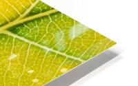 Autumn Leaf HD Metal print
