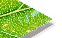 Autumn Leaf HD Metal print