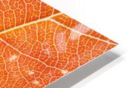 Autumn Leaf HD Metal print
