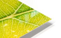 Autumn Leaf HD Metal print