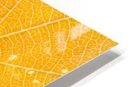 Autumn Leaf HD Metal print