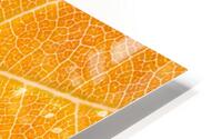 Autumn Leaf HD Metal print