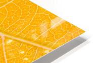 Autumn Leaf HD Metal print