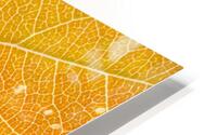 Autumn Leaf HD Metal print