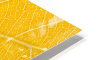 Autumn Leaf HD Metal print