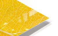 Autumn Leaf HD Metal print