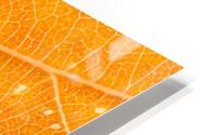Autumn Leaf HD Metal print