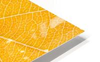 Autumn Leaf HD Metal print