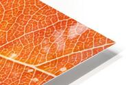Autumn Leaf HD Metal print