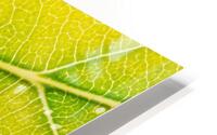Autumn Leaf HD Metal print