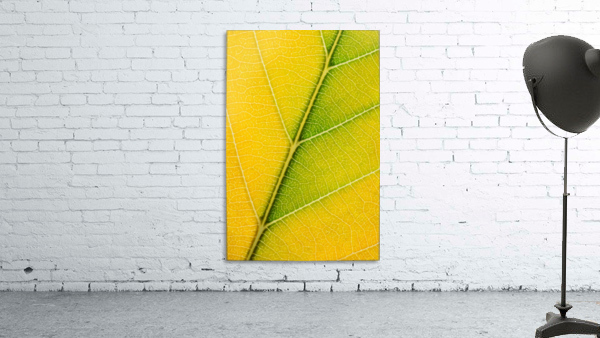 Autumn Leaf Wall Preview