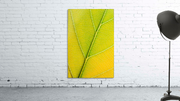 Autumn Leaf Wall Preview