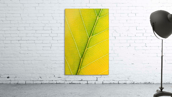 Autumn Leaf Wall Preview