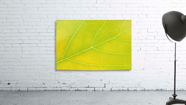 Autumn Leaf Wall Preview