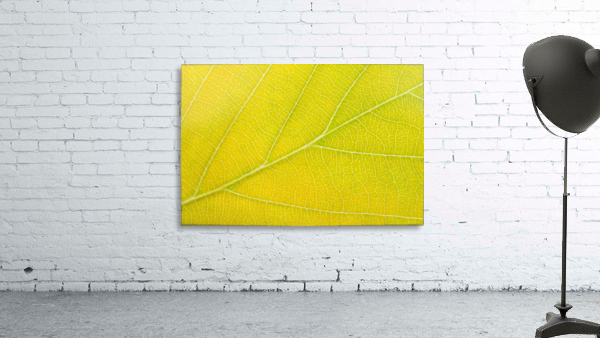 Autumn Leaf Wall Preview