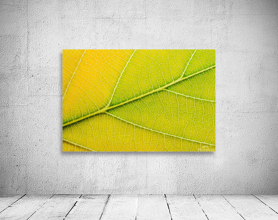 Autumn Leaf Wall Preview