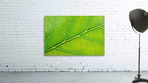Autumn Leaf Wall Preview