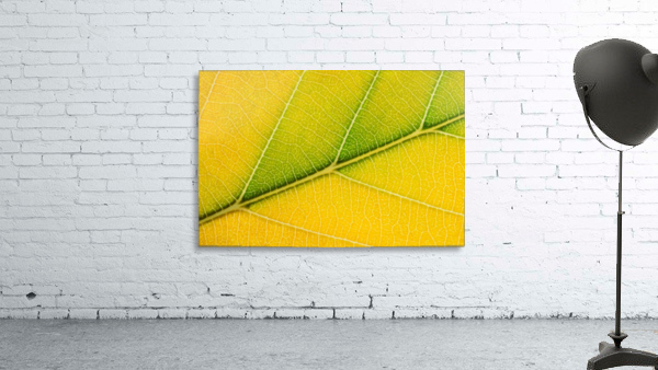 Autumn Leaf Wall Preview