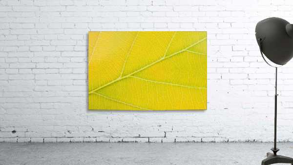 Autumn Leaf Wall Preview
