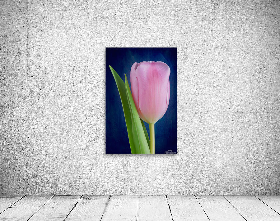 Tulip Wall Preview
