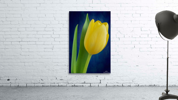 Tulip Wall Preview