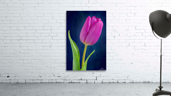 Tulip Wall Preview