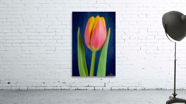Tulip Wall Preview