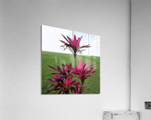 Puerta Vallarta Hot Pink Plant  Acrylic Print