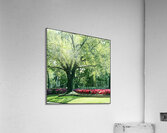 River Oaks Azaleas Acrylic Print