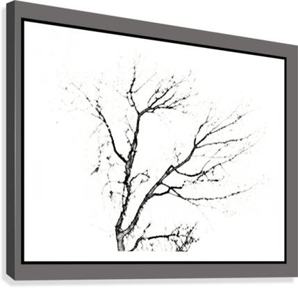 Antique charcoal sketch tree  Canvas Print
