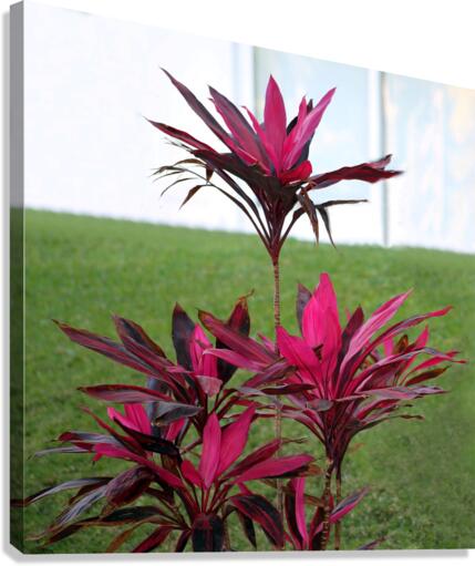Puerta Vallarta Hot Pink Plant  Canvas Print