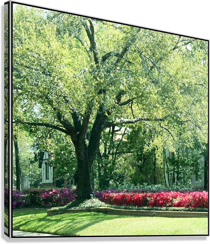 River Oaks Azaleas Canvas Print