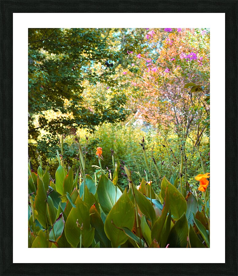 Daylilies  Picture Frame print