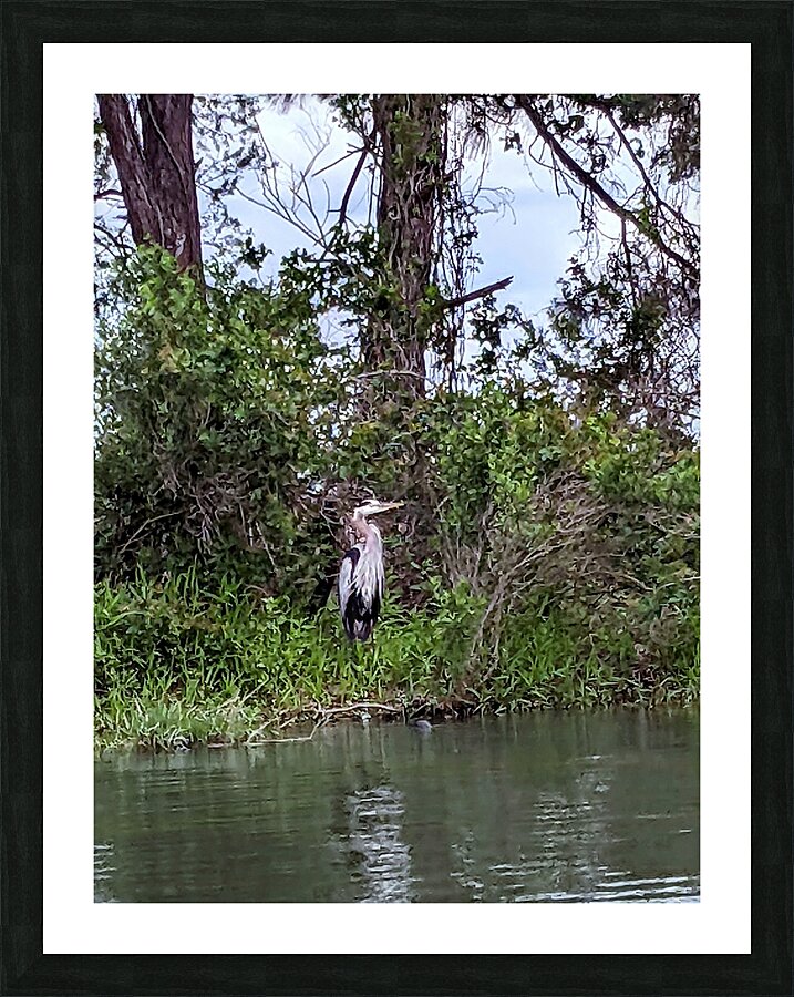 Heron on shore Margaritaville Picture Frame print