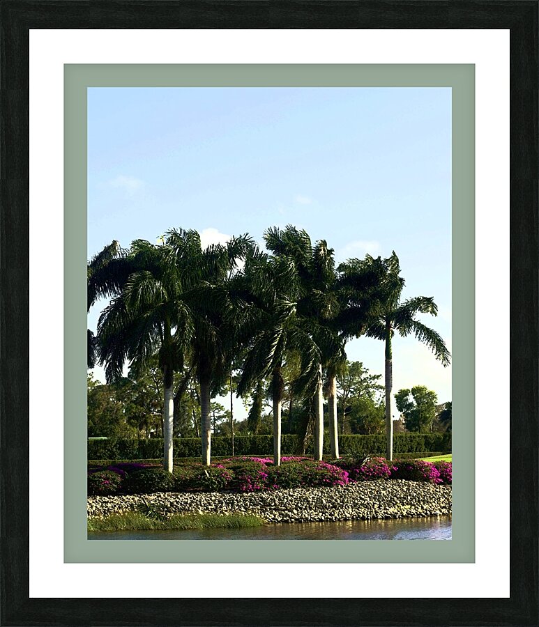 Naples Palms Picture Frame print