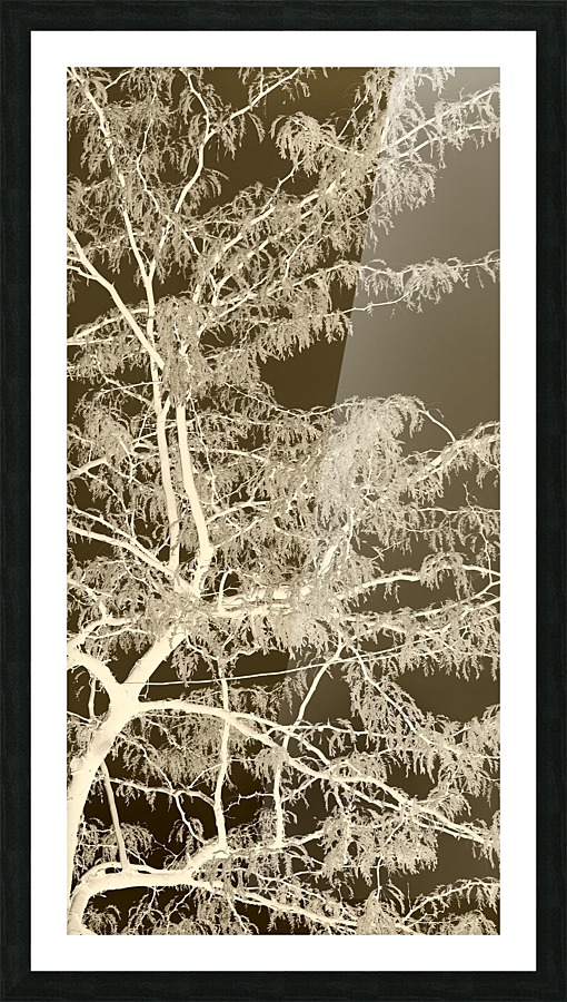 Lacey Sepia Tree right side Picture Frame print