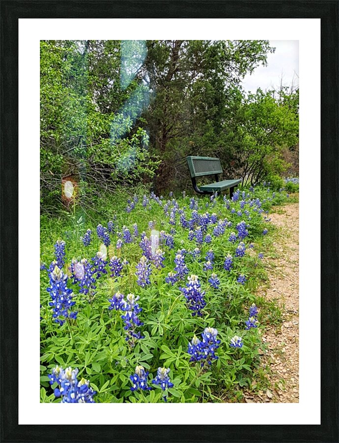 Bluebonnets and Bench on Path Picture Frame print