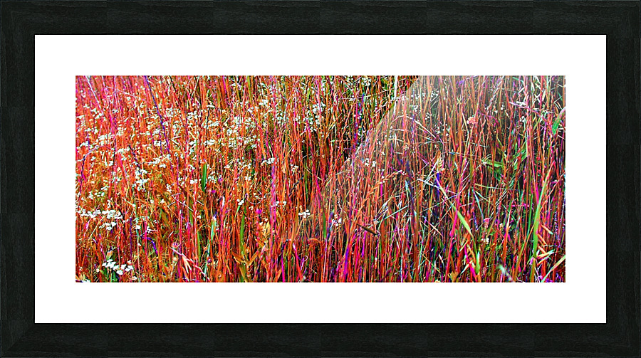 Colorful Grasses Picture Frame print