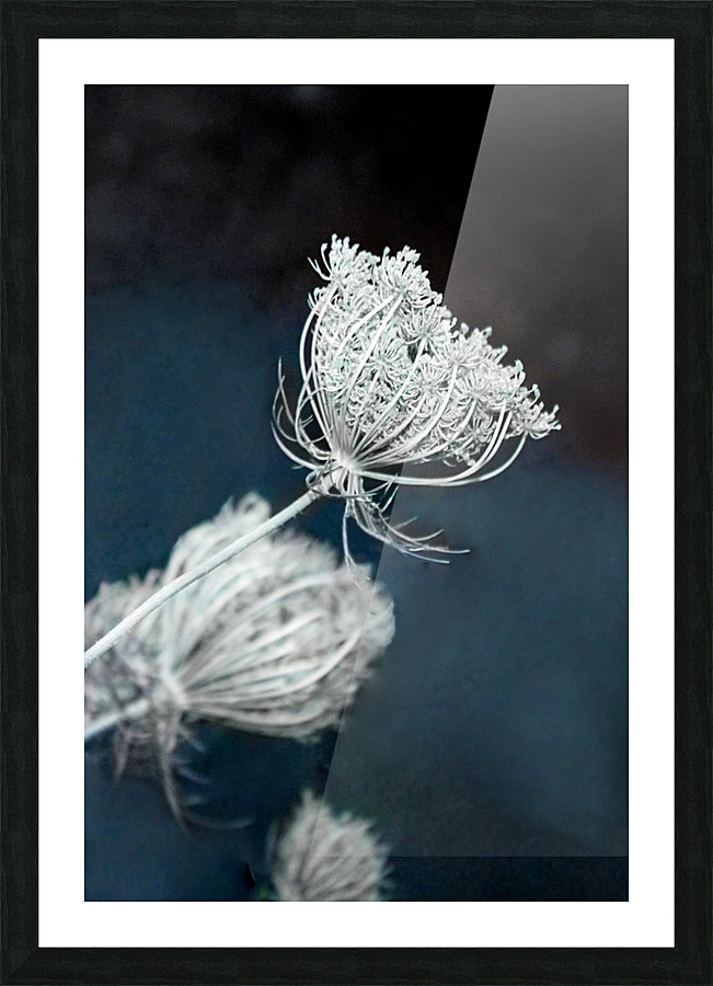 Lacy Flower Buds  Picture Frame print