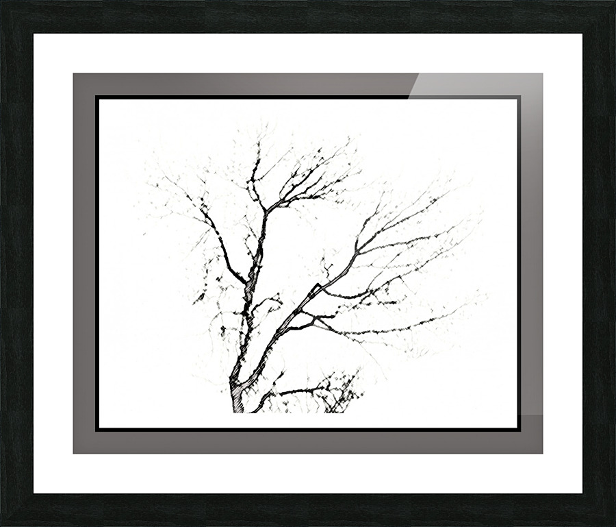 Antique charcoal sketch tree  Picture Frame print
