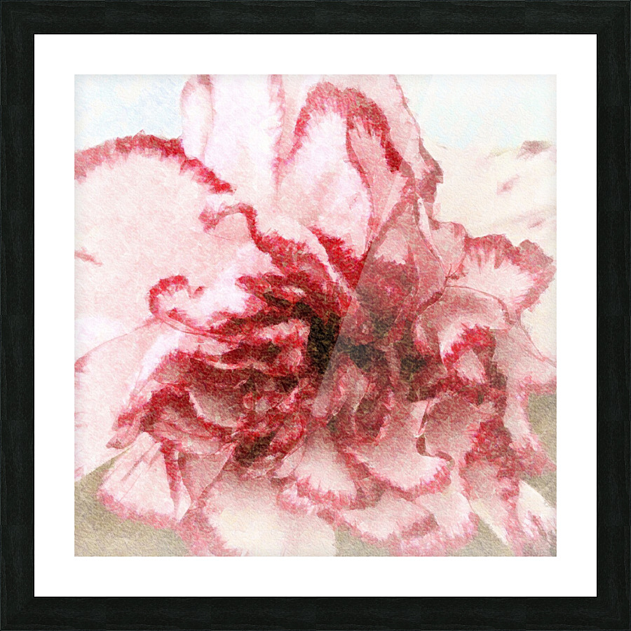 Carnation Soft Picture Frame print