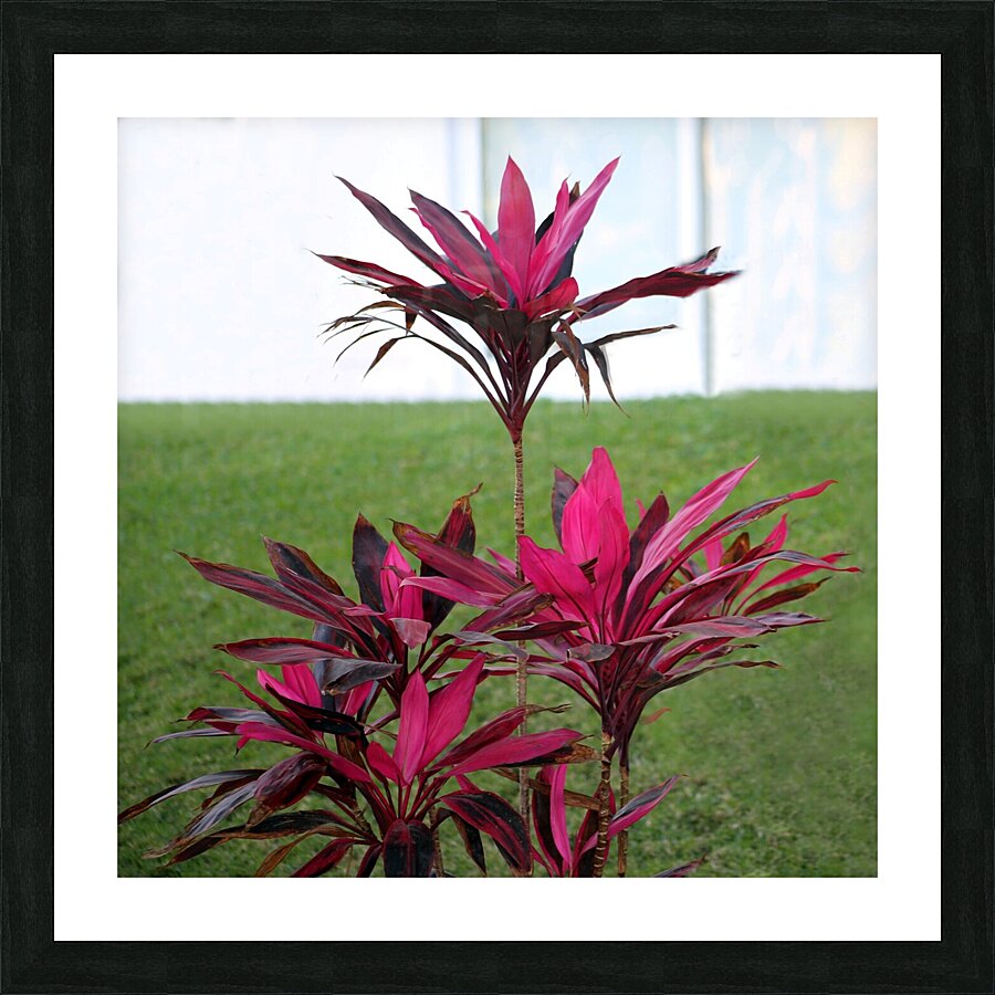 Puerta Vallarta Hot Pink Plant  Picture Frame print